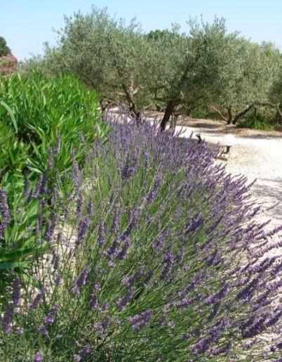 Le Mazet 40 Villa Saint-Rémy-de-Provence Eksteriør bilde