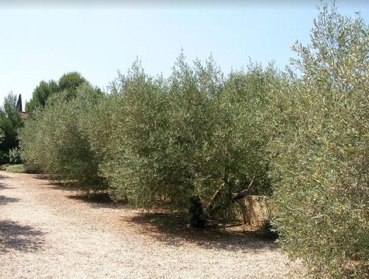 Le Mazet 40 Villa Saint-Rémy-de-Provence Eksteriør bilde